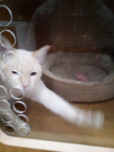 Pet Supply Store «Petco Animal Supplies», reviews and photos, 2824 Long Beach Rd, Oceanside, NY 11572, USA