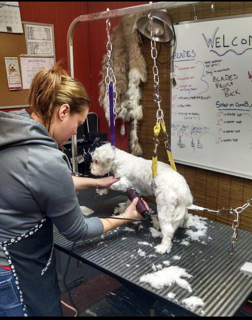 The New Jersey Dog Grooming Academy