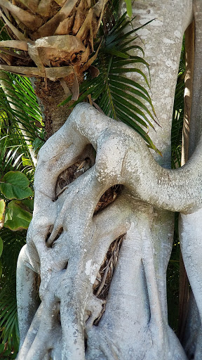 Zoo «Naples Zoo at Caribbean Gardens», reviews and photos, 1590 Goodlette-Frank Rd, Naples, FL 34102, USA