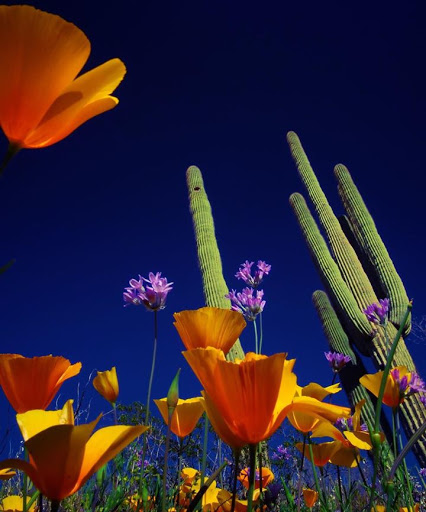 Tourist Attraction «Apache Trail Tours», reviews and photos, 4650 N Mammoth Mine Rd, Apache Junction, AZ 85119, USA