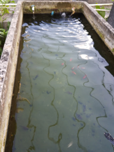 Tropical Fish Store «Neighborhood Fish Farm», reviews and photos, 12150 SW 45th St, Miami, FL 33175, USA