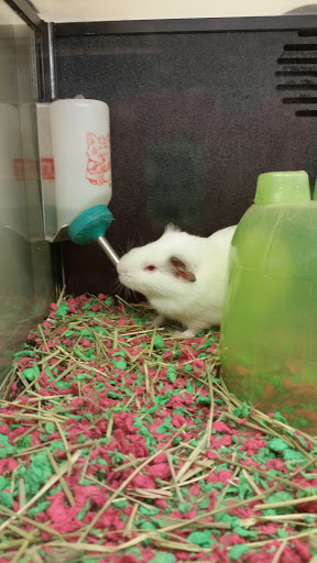 Pet Supply Store «PetSmart», reviews and photos, 6019 Wade Hampton Blvd, Taylors, SC 29687, USA