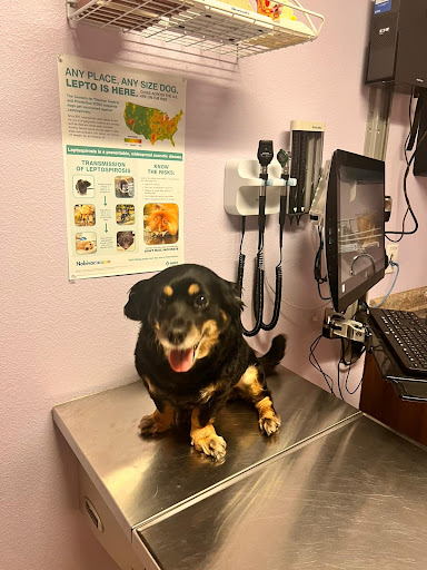 All Care Animal Hospital