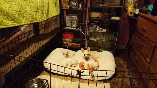 Shopping Mall «Shoppers Square», reviews and photos, 370 Casazza Dr, Reno, NV 89502, USA