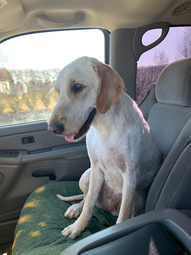 The Dog House Grooming Shoppe