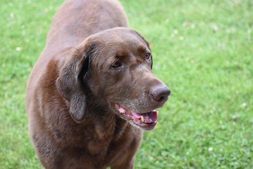 Pet Supply Store «PetSmart», reviews and photos, 241 Airport Plaza Blvd, Farmingdale, NY 11735, USA