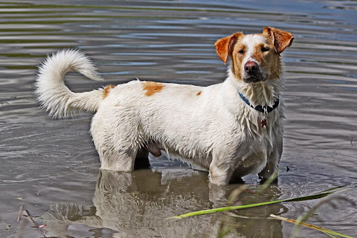 Canine Minds and Manners Dog Training