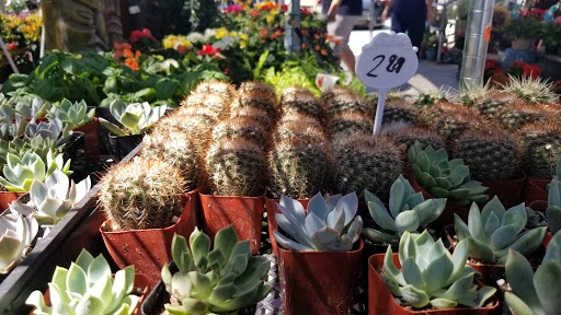 Florist «Plant Safari», reviews and photos, 653 N Central Ave, Upland, CA 91786, USA