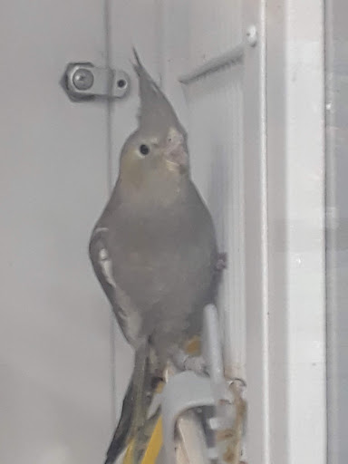 Pet Supply Store «Petco Animal Supplies», reviews and photos, 474 228th Ave NE, Sammamish, WA 98074, USA