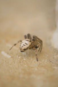 Blake's Pest Control Inc - Photo 5 - Car repair in Woodbridge, VA, Alexandria