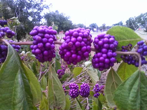 Park «Mike Lewis Park», reviews and photos, 2410 N Carrier Pkwy, Grand Prairie, TX 75050, USA