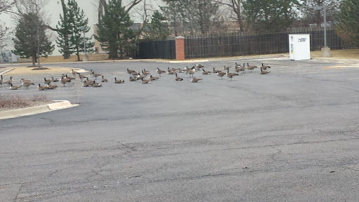 Supermarket «ALDI», reviews and photos, 1432 E Rand Rd, Prospect Heights, IL 60070, USA