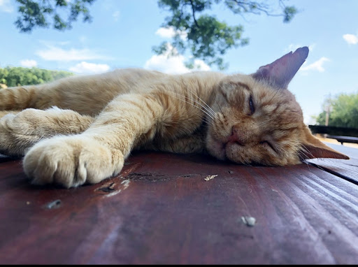 Winery «Adam Puchta Winery», reviews and photos, 1947 Frene Creek Rd, Hermann, MO 65041, USA