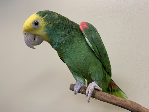 Bird Shop «Paterson Bird Store», reviews and photos, 13 Furler St # 1, Totowa, NJ 07512, USA