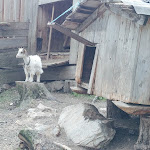 Photo n°6 de l'avis de Carlo.o fait le 08/07/2019 à 14:09 sur le  Lärchenhütte à Sexten