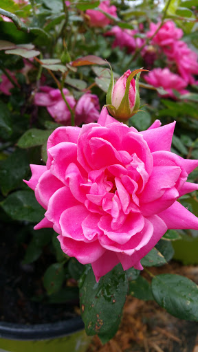 Hardware Store «Proctor Ace Hardware», reviews and photos, 5723 University Blvd W, Jacksonville, FL 32216, USA