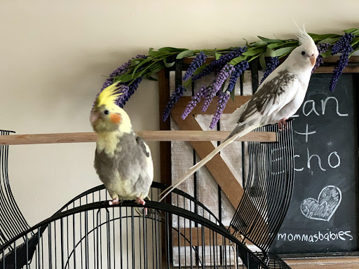 Bird Shop «Bird House», reviews and photos, 1020 NJ-18 E, East Brunswick, NJ 08816, USA