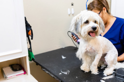 Pet Groomer «ITIG Happy Dog Wash», reviews and photos, 6465 S Chickasaw Trail, Orlando, FL 32829, USA