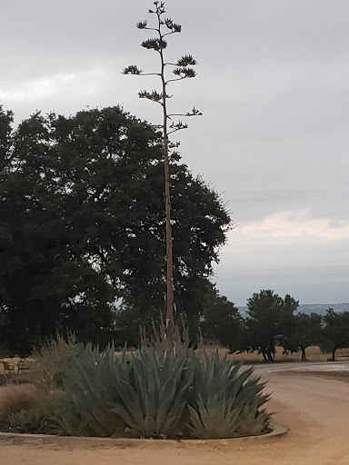 Wine Bar «Pedernales Cellars», reviews and photos, 2916 Upper Albert Rd, Stonewall, TX 78671, USA