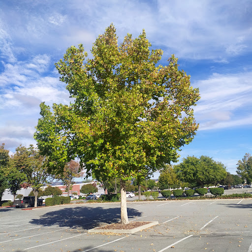 Clothing Store «Ross Dress for Less», reviews and photos, 6715 Camino Arroyo, Gilroy, CA 95020, USA