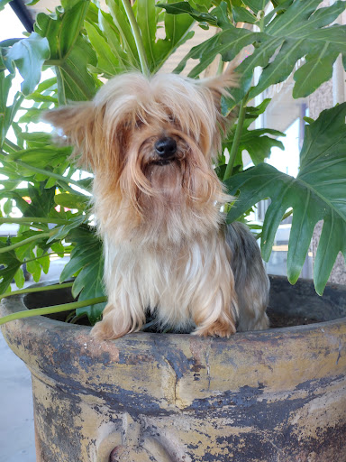 Pet Supply Store «The Dog House», reviews and photos, 4237 S Alameda St, Corpus Christi, TX 78412, USA