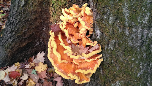 Nature Preserve «Captain Daniel Wright Woods Forest Preserve», reviews and photos, 24830 N St Marys Rd, Mettawa, IL 60045, USA