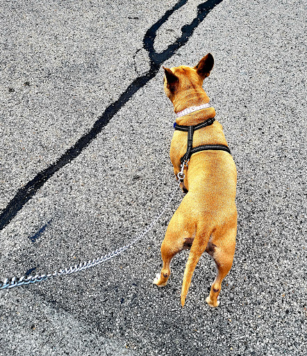 Pet Supply Store «PetSmart», reviews and photos, 700 Lafayette Rd #211, Seabrook, NH 03874, USA