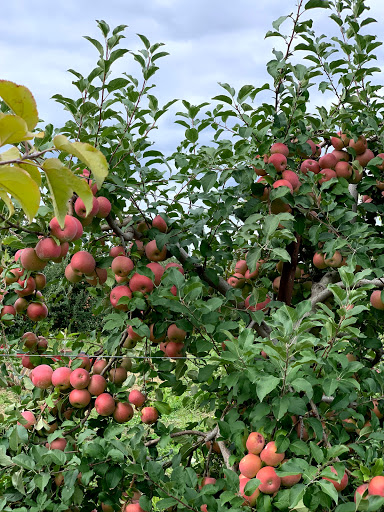 Produce Market «Race Farm», reviews and photos, 87 Belcher Rd, Blairstown, NJ 07825, USA