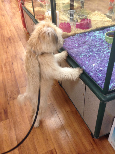 Pet Supply Store «Pet Supermarket», reviews and photos, 4555 Weston Rd, Weston, FL 33331, USA