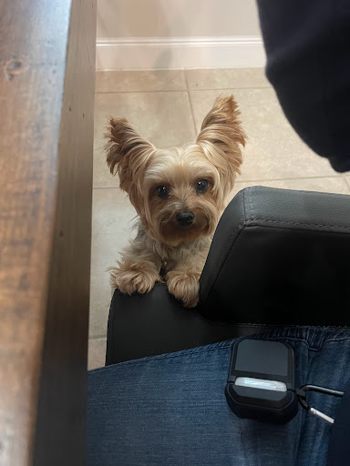 Pet Supply Store «PetSmart», reviews and photos, 5574 West Grand Parkway South, Richmond, TX 77406, USA