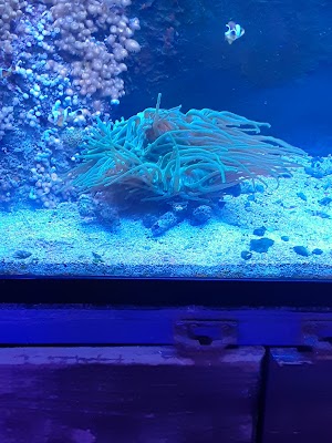 Treasures of the Sea - photo 99