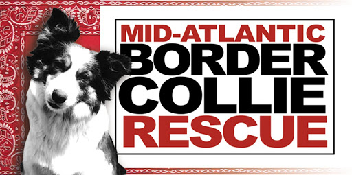 Mid-Atlantic Border Collie Rescue
