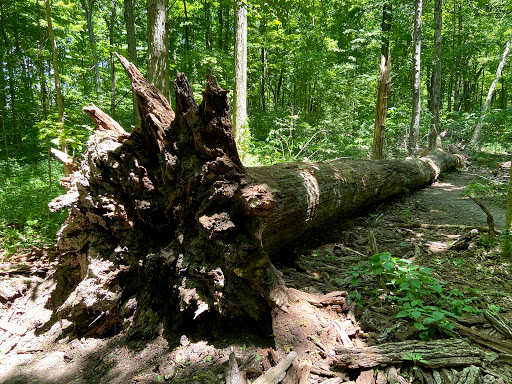 Nature Preserve «Meltzer Woods», reviews and photos, 1522 S 600 E, Shelbyville, IN 46176, USA