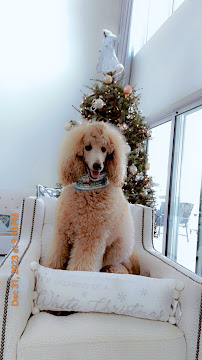 The Barkers Hotel & Purrington Inn Pet Resort & Spa - Photo 9 - Car repair in Lake Worth Beach, FL, West Palm Beach