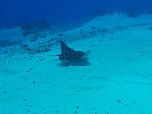 SCUBA Instructor «Bottoms Up Scuba Indy», reviews and photos, 310 Park Ave, Bargersville, IN 46106, USA