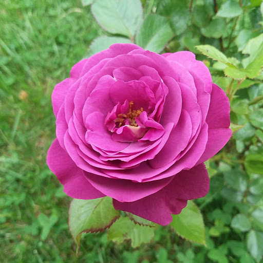 Discount Store «Dollar General», reviews and photos, 4301 US-70, White Bluff, TN 37187, USA