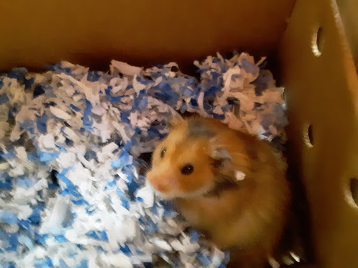 Pet Supply Store «PetSmart», reviews and photos, 208 Mariner Way, Biddeford, ME 04005, USA