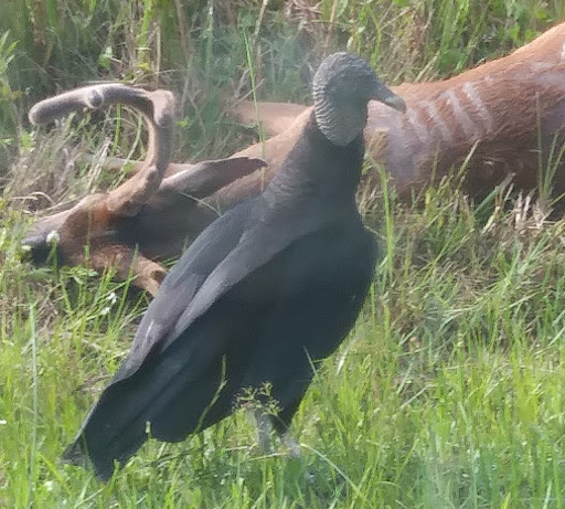 Fast Food Restaurant «Chick-fil-A», reviews and photos, 100 N Williamson Blvd, Daytona Beach, FL 32114, USA