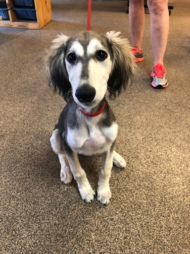 Pet Supply Store «Bark Avenue Pet Supply», reviews and photos, 3109 E McKellips Rd, Mesa, AZ 85213, USA