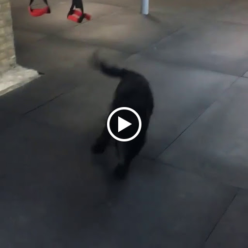 Gym «Chicago Primal Gym», reviews and photos, 1235 W Belmont Ave Unit B, Chicago, IL 60657, USA