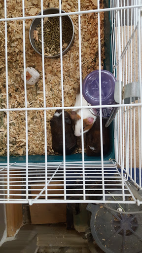 Pet Store «A to Z Pets», reviews and photos, 16010 SE Division St, Portland, OR 97236, USA