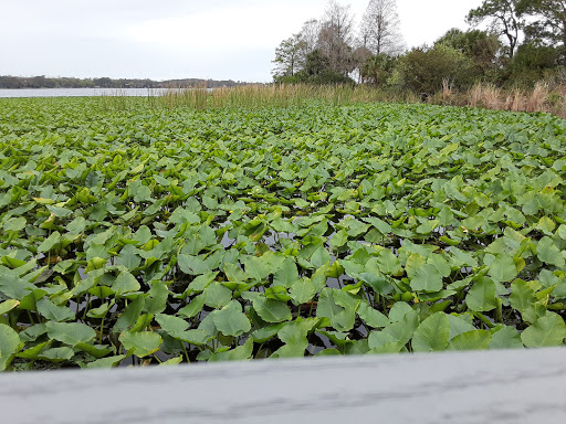 Park «John Chesnut Senior Park», reviews and photos, 2200 E Lake Rd S, Palm Harbor, FL 34685, USA