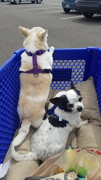 PetSmart - Photo 6 - Car repair in Westminster, CO, Denver