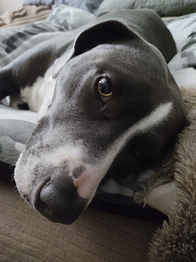 Pet Supply Store «Petco Animal Supplies», reviews and photos, 2640 W University Dr #1280, Denton, TX 76201, USA