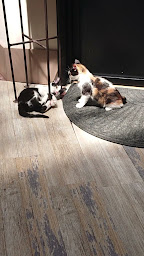 Photo n°95 de Cookie Cat Café à Vernon ()