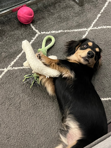 Pet Supply Store «Pet Ranch», reviews and photos, 3823 E 120th Ave, Denver, CO 80233, USA