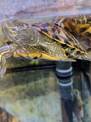 Pet Supply Store «Petco Animal Supplies», reviews and photos, 2241 Porter Creek Dr, Fort Worth, TX 76177, USA