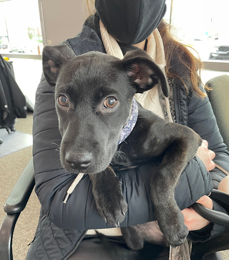 Kia Dealer «Kia of Puyallup», reviews and photos, 111 Valley Ave NE, Puyallup, WA 98372, USA