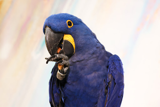 The Gabriel Foundation