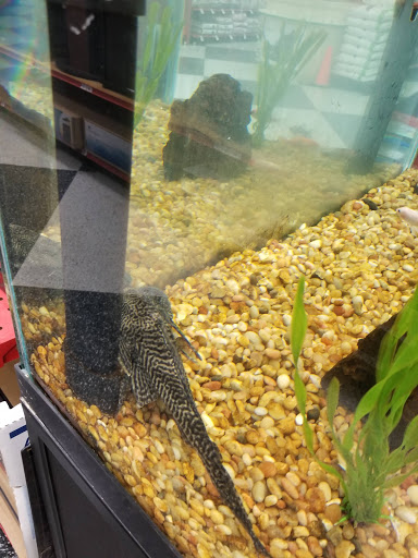 Pet Supply Store «Petco Animal Supplies», reviews and photos, 975 NW Gilman Blvd E, Issaquah, WA 98027, USA